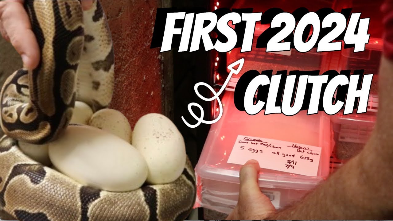 STOP SCROLLING 2024's First Ball Python Clutch - Tag's Pythons
