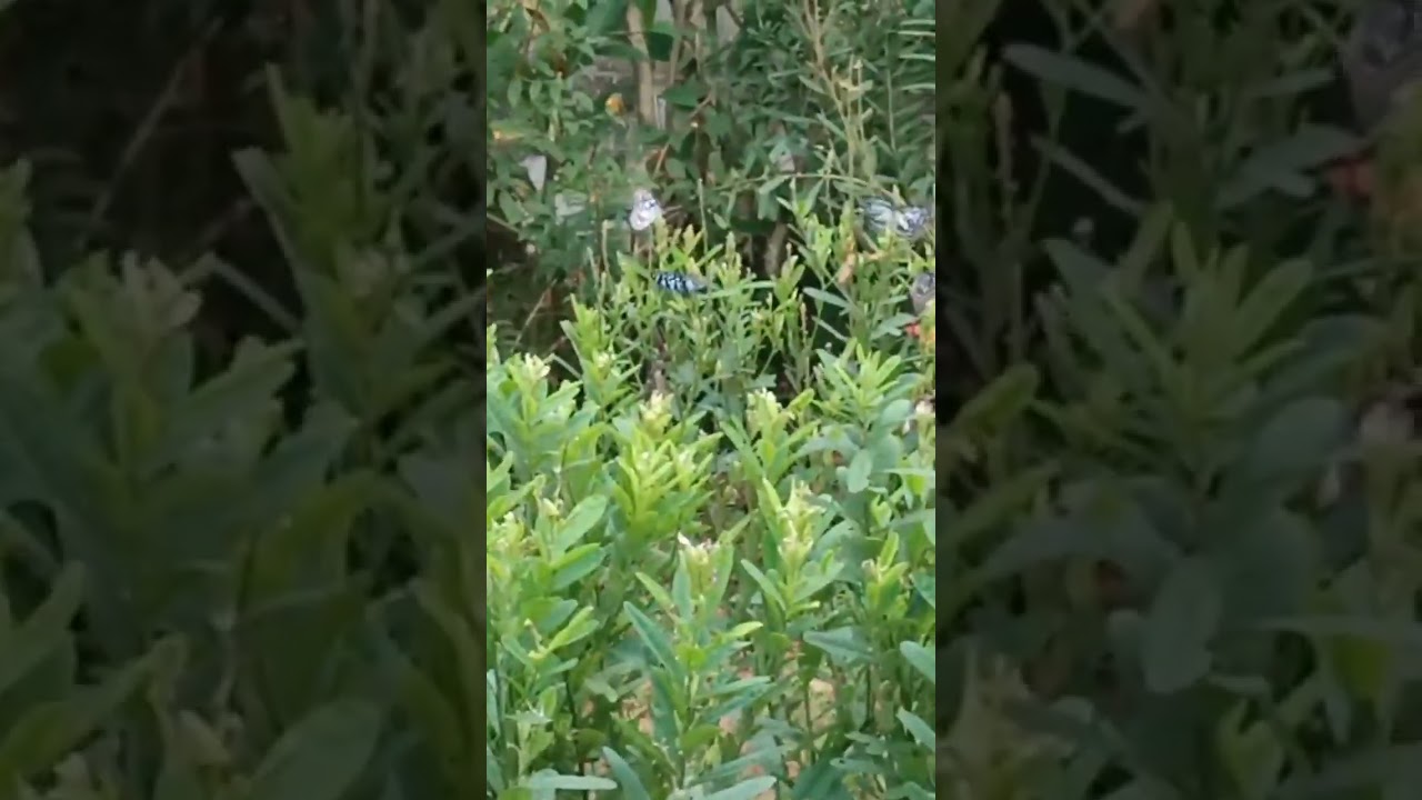 butterfly 