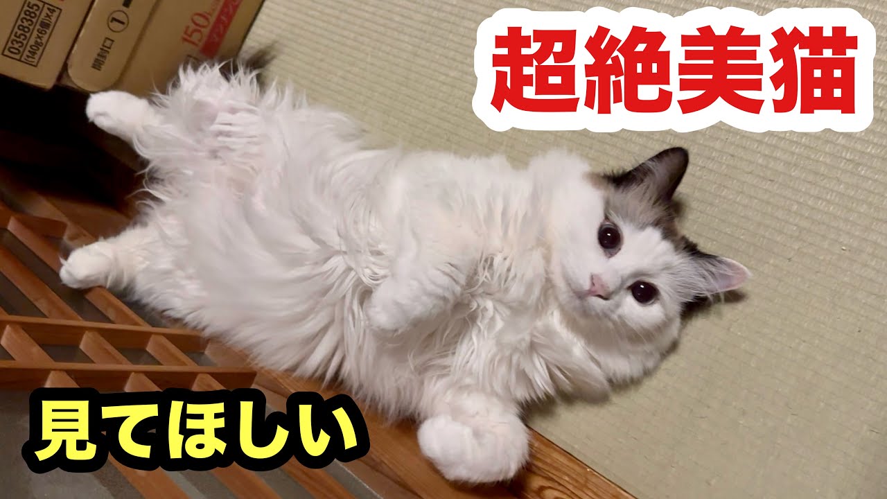 保護子猫と対面間近【すーちゃん詰め合わせ】ファン必見