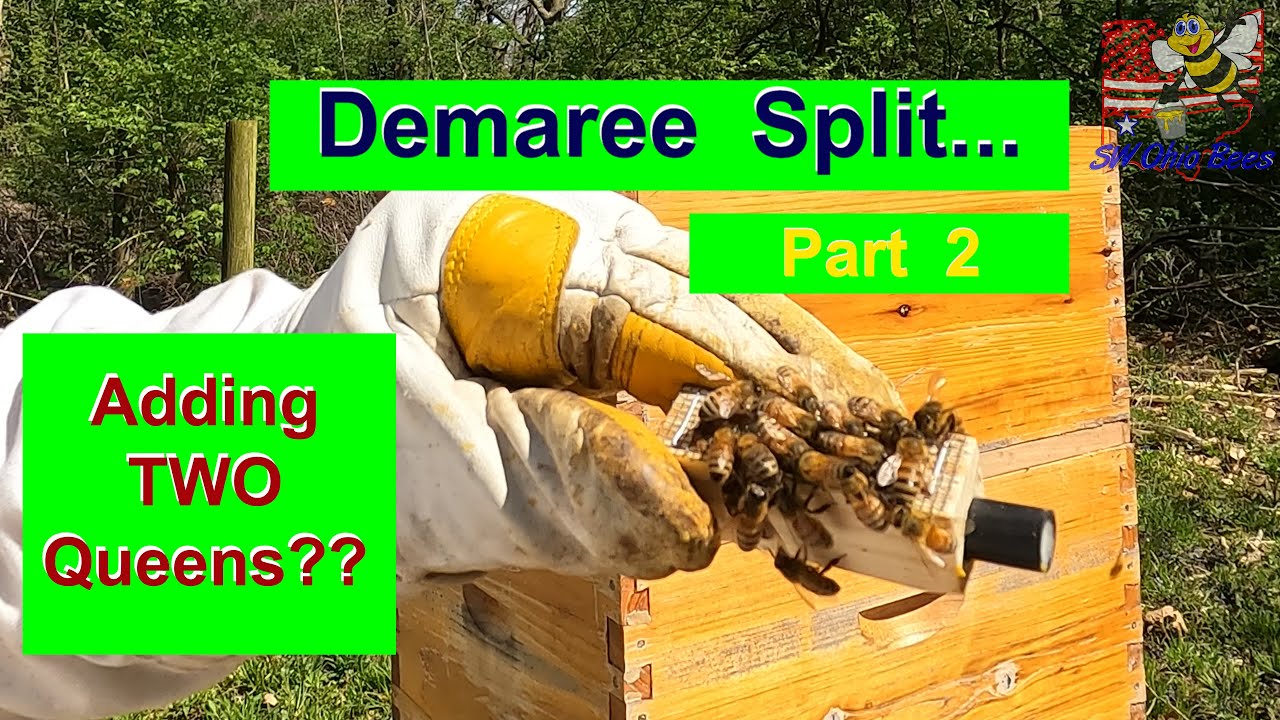 I Tried Adding Two Queens in a Demaree Split - Here's What Happened