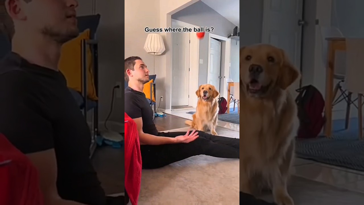 Dogs being idiots part 213: Prank your dog 🤣🐕 #funnydog #funnypet #cutedog #dog #pets #shorts