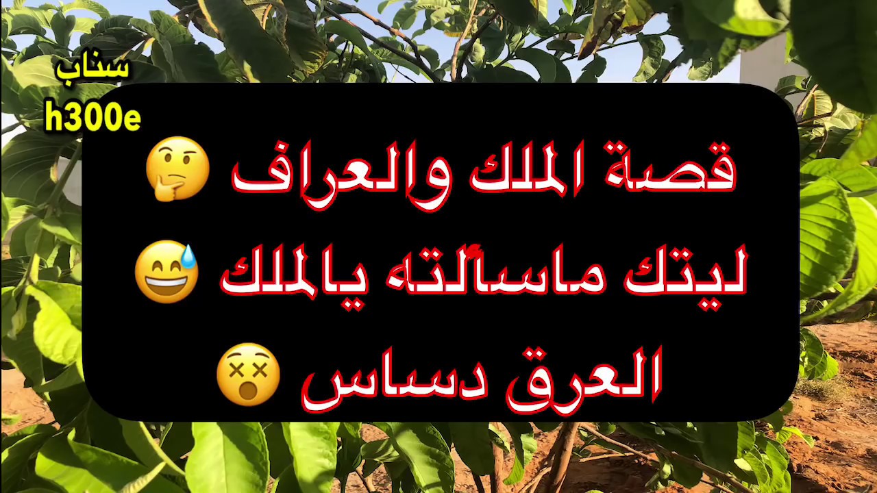 163- قصة الملك والعراف 🤔 ليتك ماسألته يالملك 😅 العرق دساس 😵