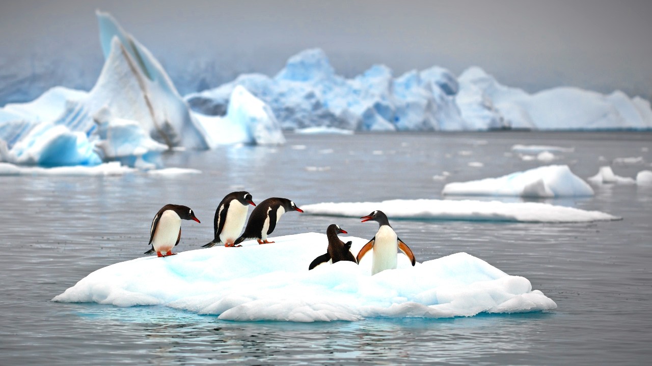 10 Hours Of Waddling Penguins And Nature Sounds - Ambience - Meditation - Stress Relief