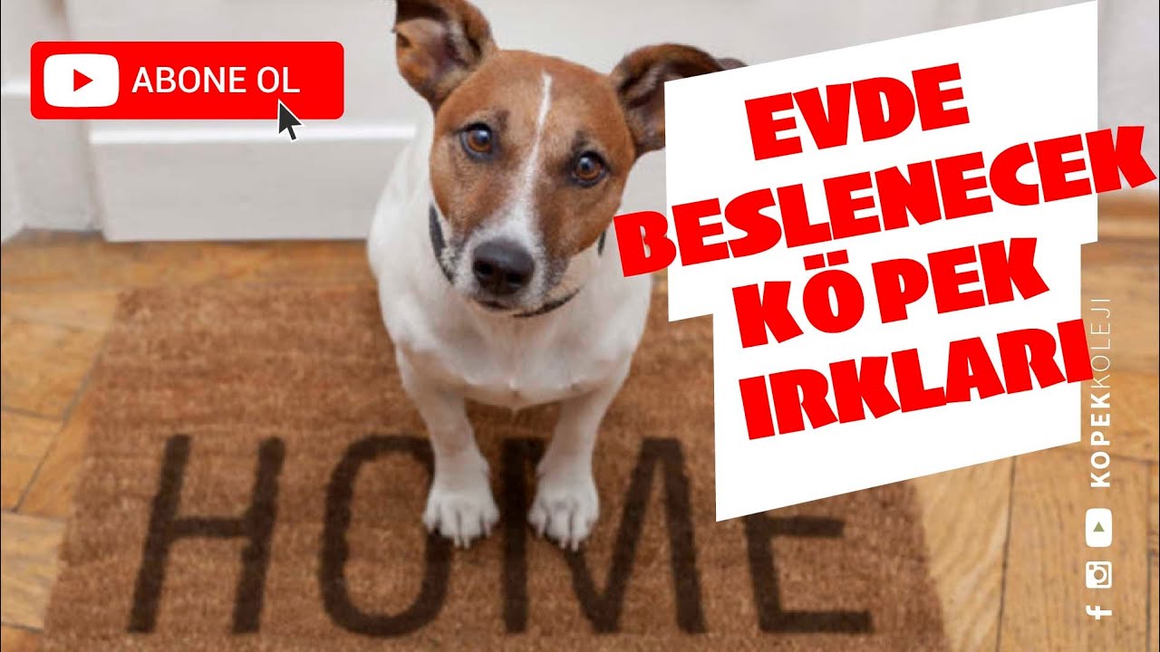 Evde Beslenebilecek K&ouml;pek Irkları
