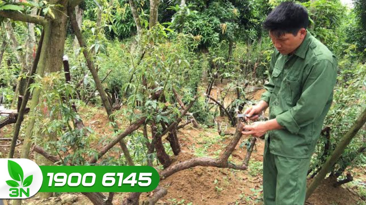Thời điểm chiết cây hoa đào tốt nhất trong năm I VTC16