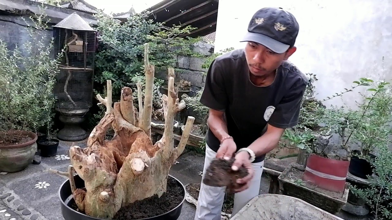 Cara menanam pohon serut