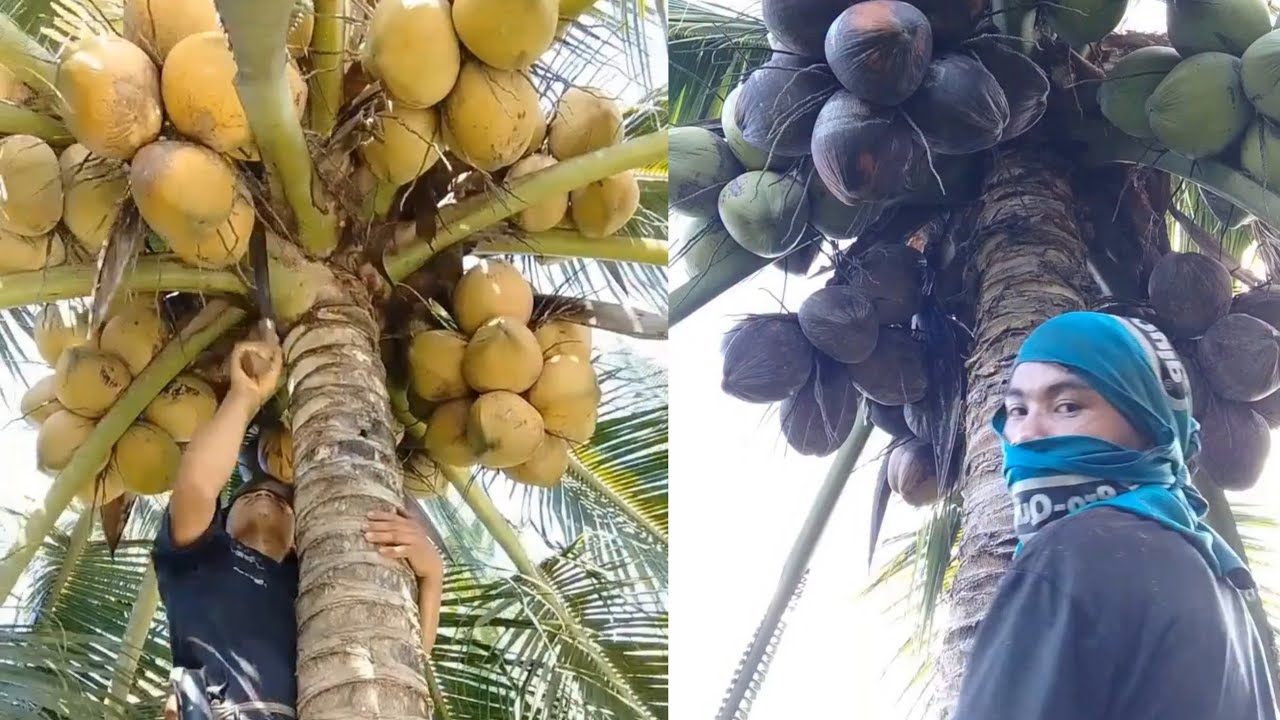 Lami sakaon Ning Daghan kaayo og bunga dol