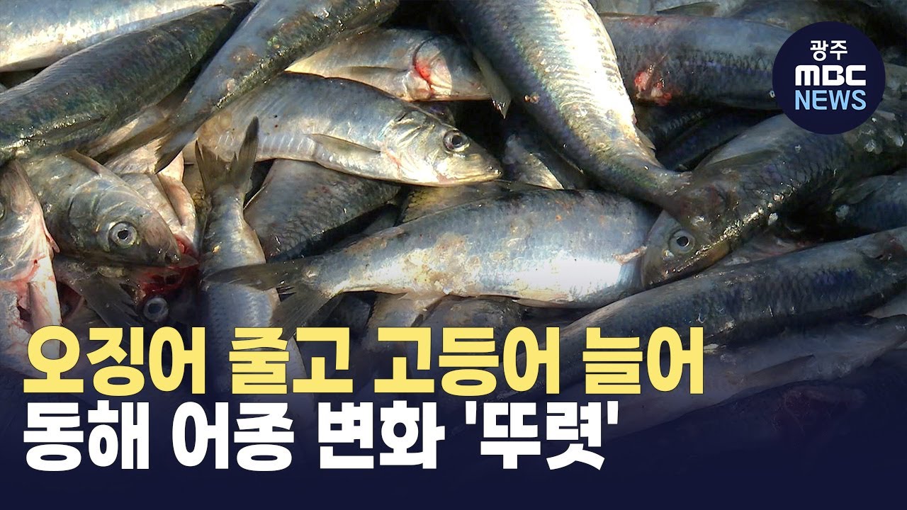 [포항]동해 어종 변화 '뚜렷'..오징어 줄고 고등어 늘어 (뉴스투데이 2025.01.20 광주MBC)