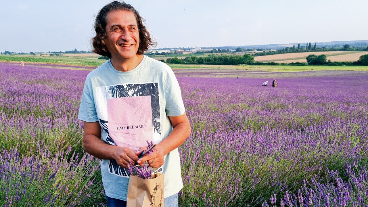 حقول اللافندر ( الخزامى) المدهشة Hitchin Lavender Fields