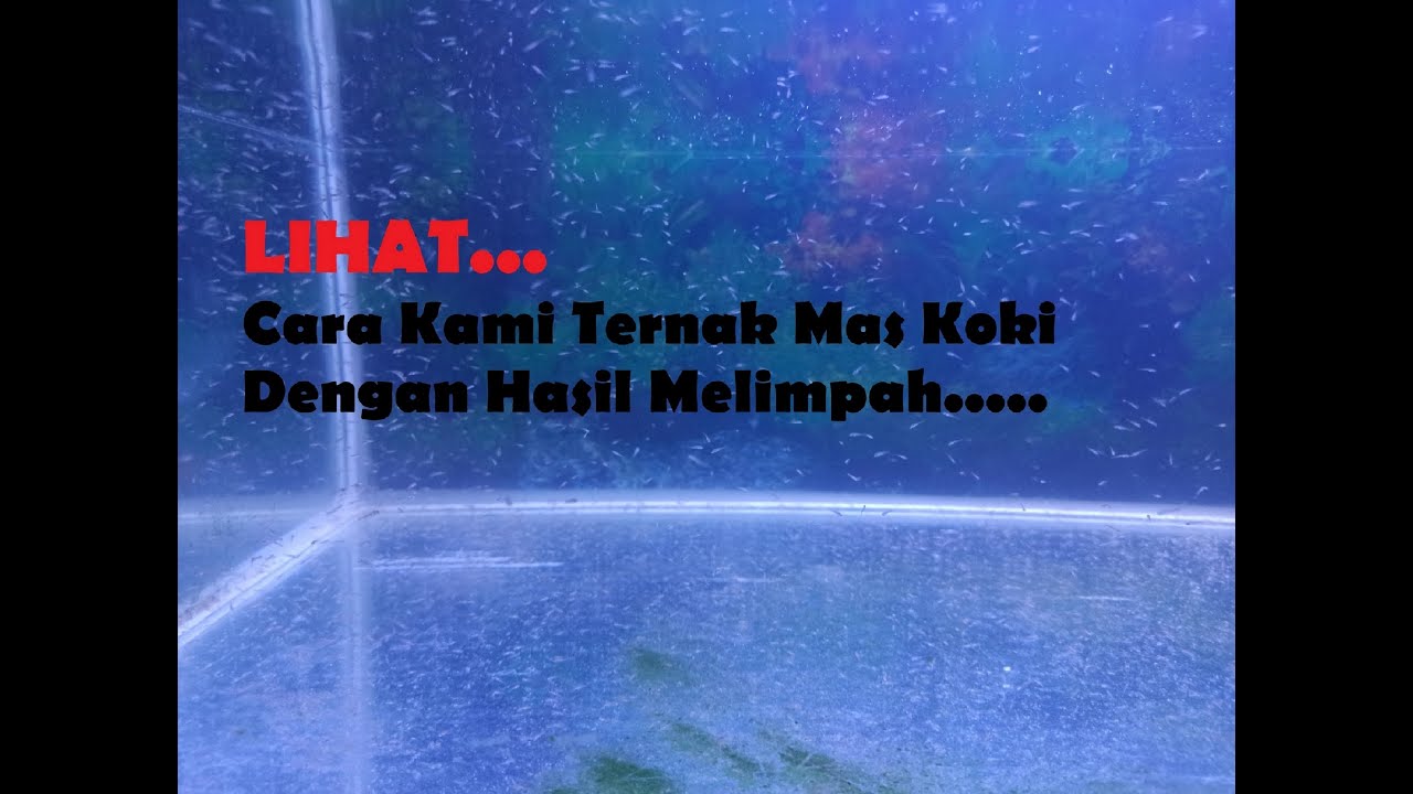 Cara Ternak Ikan Mas Koki Lengkap Beserta Teori Nya