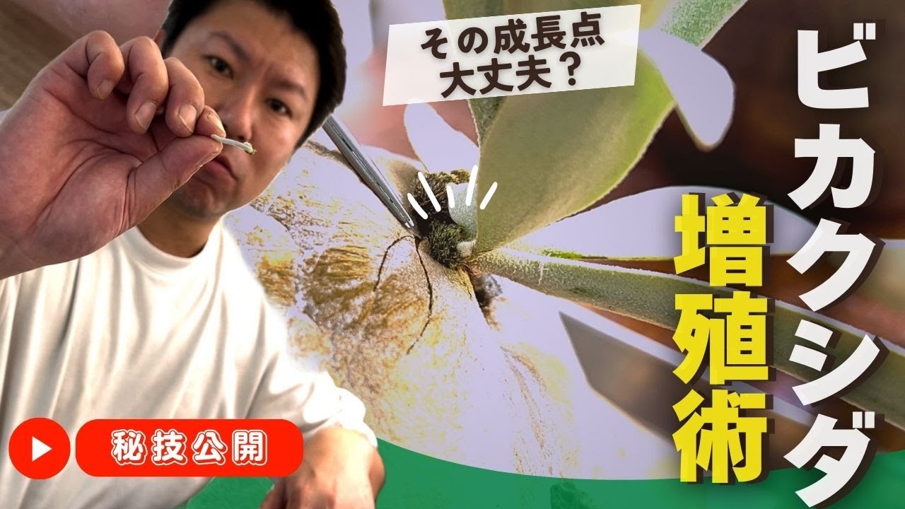 【ビカクシダ】成長点のチェックでビカクシダが増やせるかも！？ビカクシダの脇芽対策