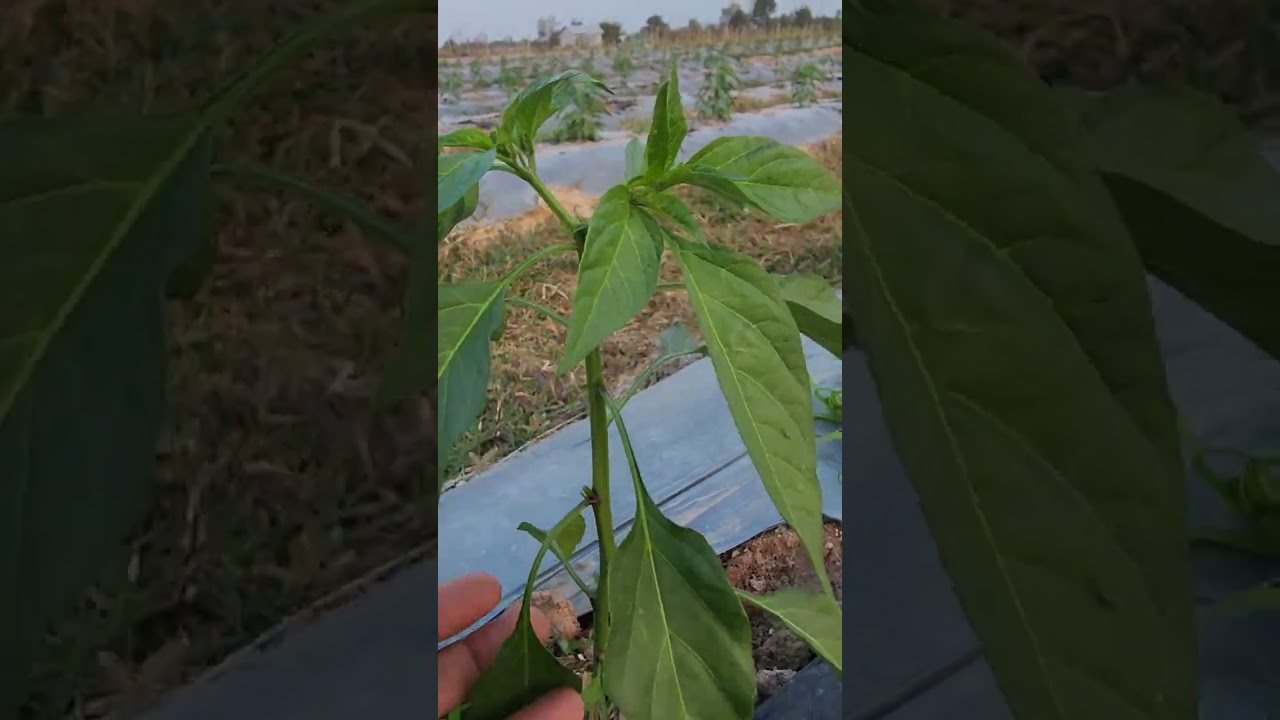 🌶️ បច្ចេកទេស 