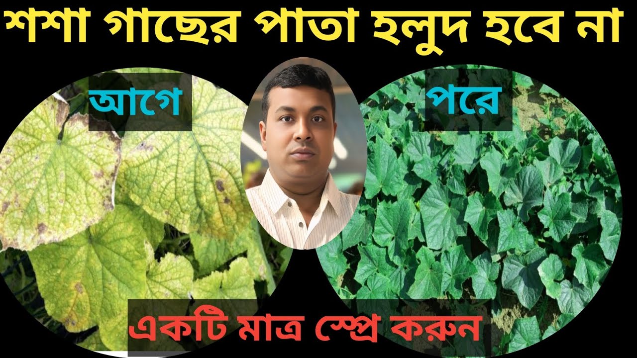 শশা গাছের পাতা হলুদ হওয়ার কারণ ও প্রতিকার//শশা গাছের A to Z পরিচর্যা//Cucumber Cultivation 💯🙏❤