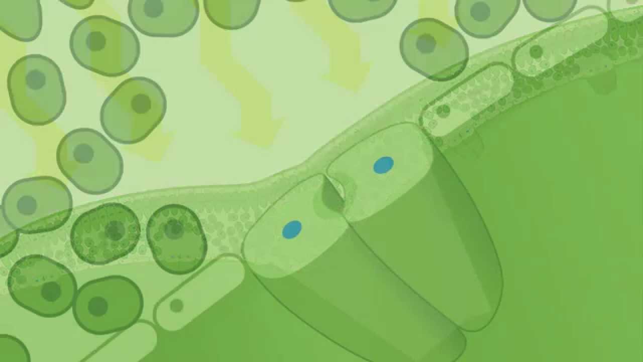 Gas Exchange in Plants