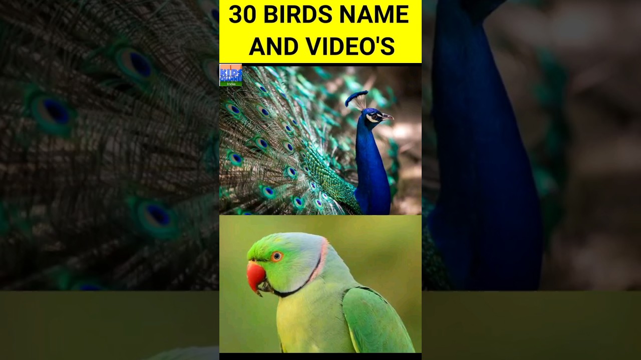 birds name in english #learningforkids #birdname #birdsforkids #happylearning #vocabulary #aanikids