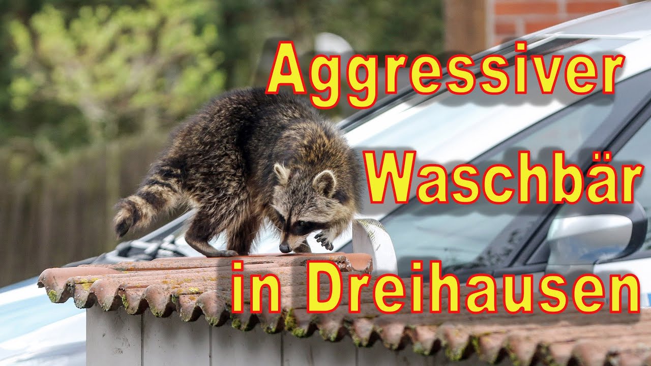 Aggressiver Waschb&auml;r in Dreihausen