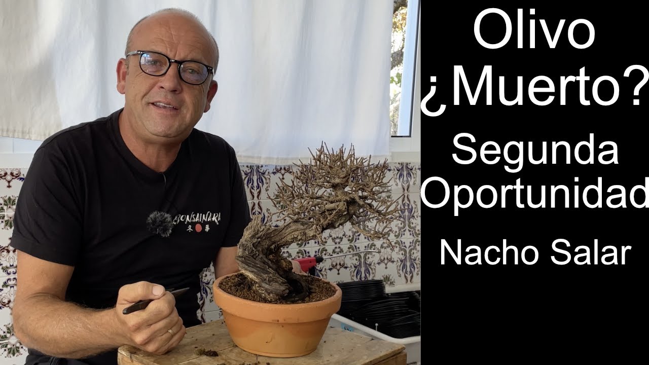 Olivo ¿Muerto?  Segunda Oportunidad   Nacho Salar