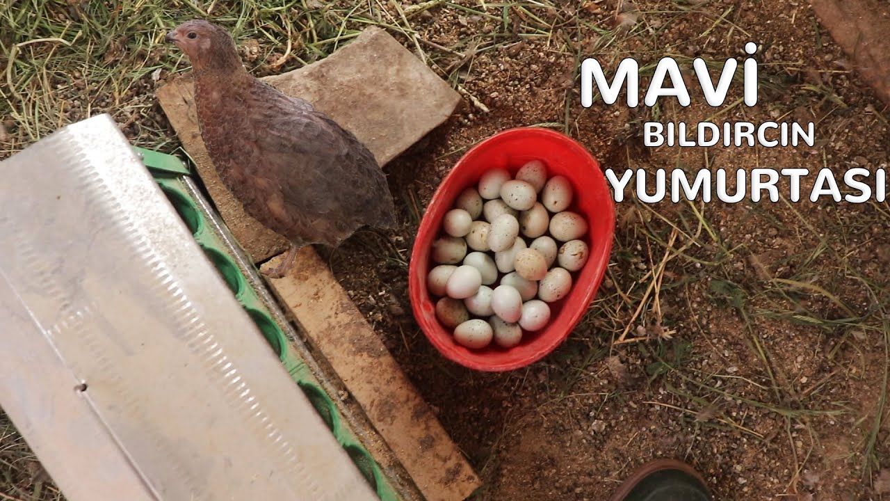 Mavi Yumurtaları Topladım - Mavici Bıldırcın Kümesi