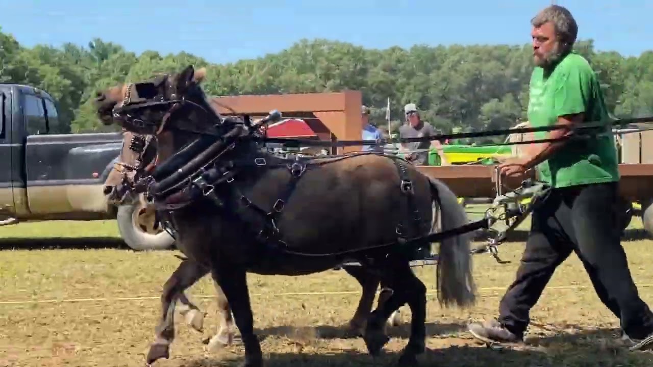 Clarksville mini’s horse pulls 2024