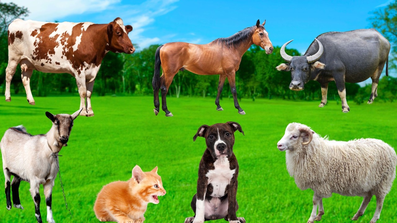 Farm Animals: Funny Moments - Cows, Horses, Goats, Chickens, Pigs