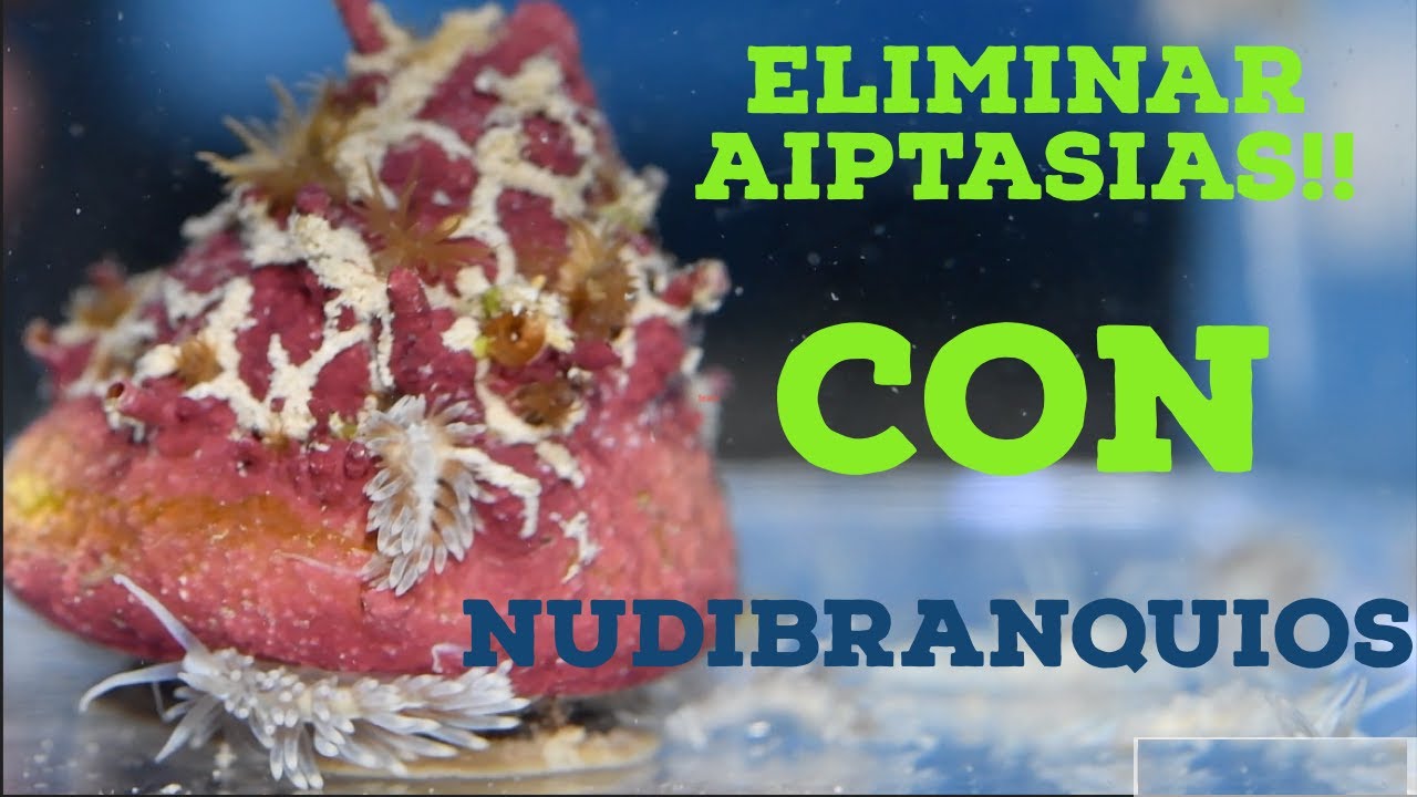CARACOL TURBO lleno de AIPTASIAS COMO LAS ELIMINAMOS con NUDIBRANQUIOS BERGHIA en ACUARIO MARINO