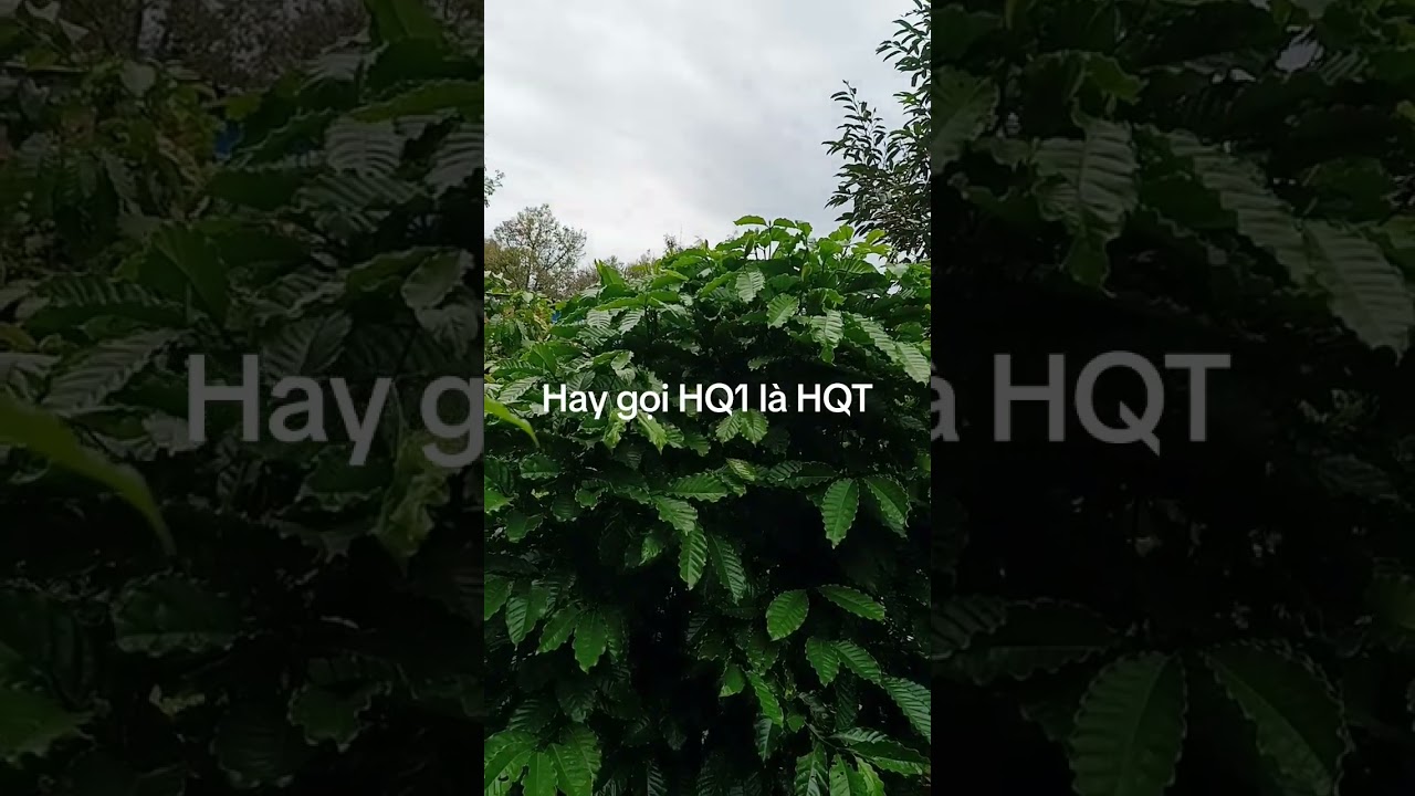 #HQ1# Ai cản trở HQ1 ra thị trường l&agrave; người đ&oacute; muốn d&acirc;n ngh&egrave;o đi. H&atilde;y nhớ d&acirc;n gi&agrave;u nước mới mạnh.