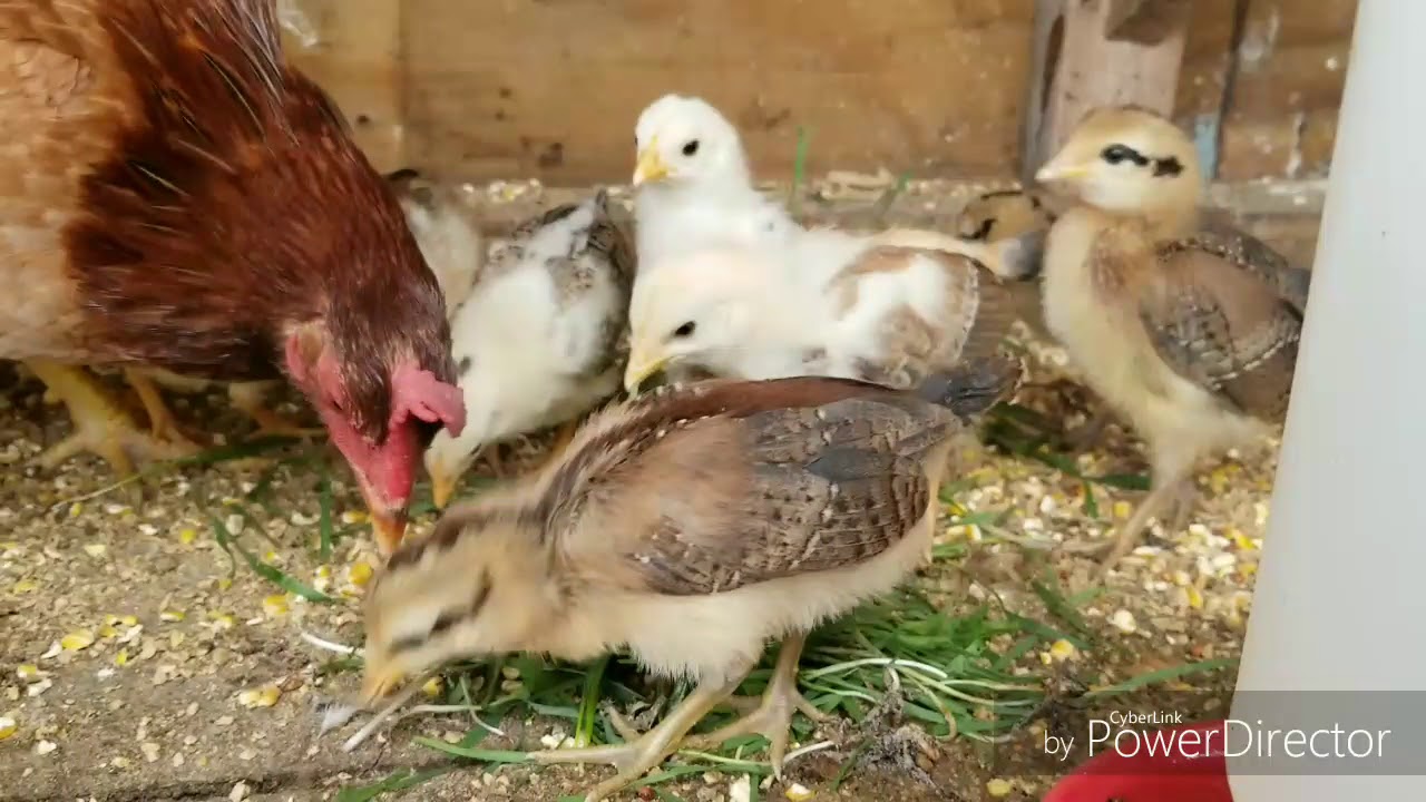 Nuevas integrantes ala granjita #12