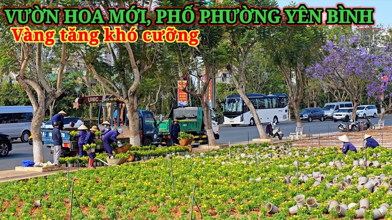 VƯỜN HOA MỚI Ở ĐÀ LẠT PHỐ PHƯỜNG BÌNH YÊN, VÀNG TĂNG KHÓ CƯỠNG