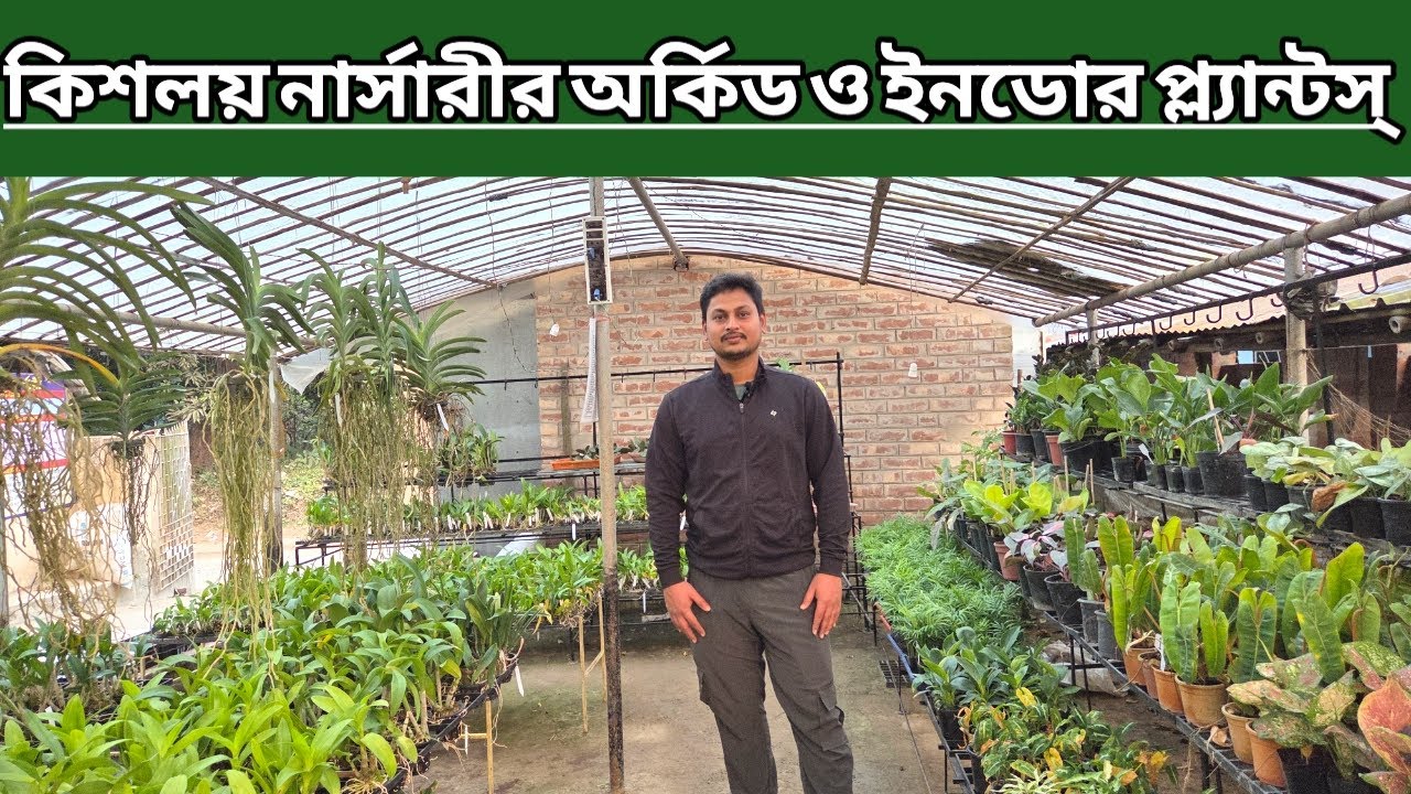 কিশলয় নার্সারির অর্কিড ও ইনডোর প্লান্টস||Orchid And Indoor Plants Of Kishalaya Nursery||