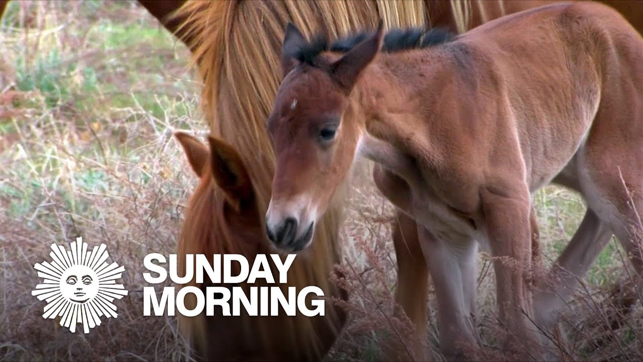 Nature: Mustangs in South Dakota