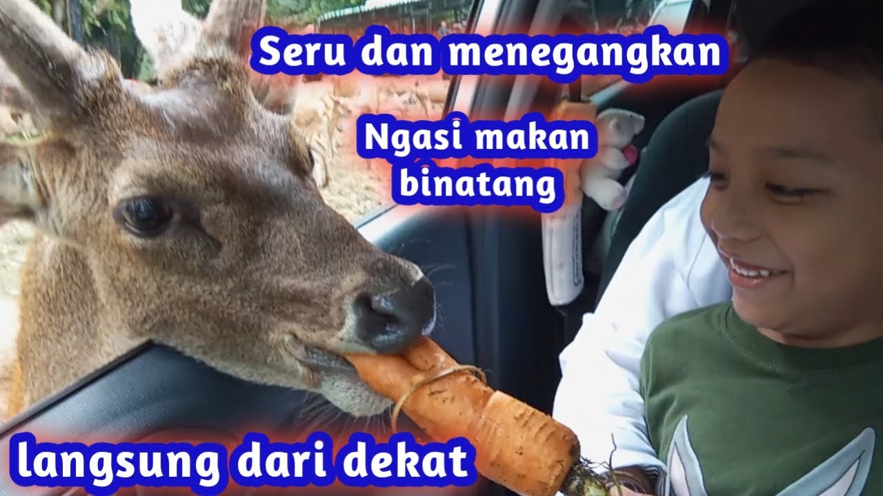 Seru dan menegangkan. Ngasi makan binatang dari dekat
