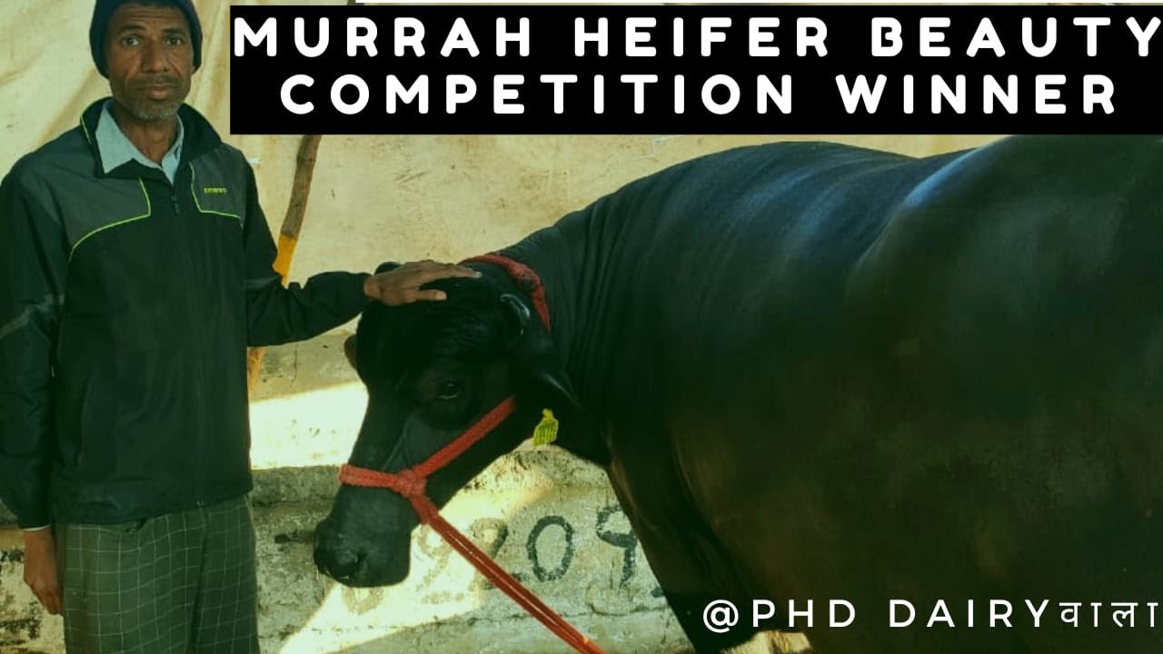 Specially challenged person with best murrah heifer beauty competition winner|| PDFA 2023||