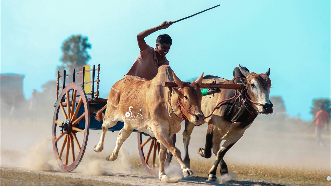வட்டுக்கோட்டை புனாவோடை அராலி தெற்கு சவாரி விடந்தையில் நடைபெற்ற மாட்டுவண்டி சவாரி | 09.04.2023