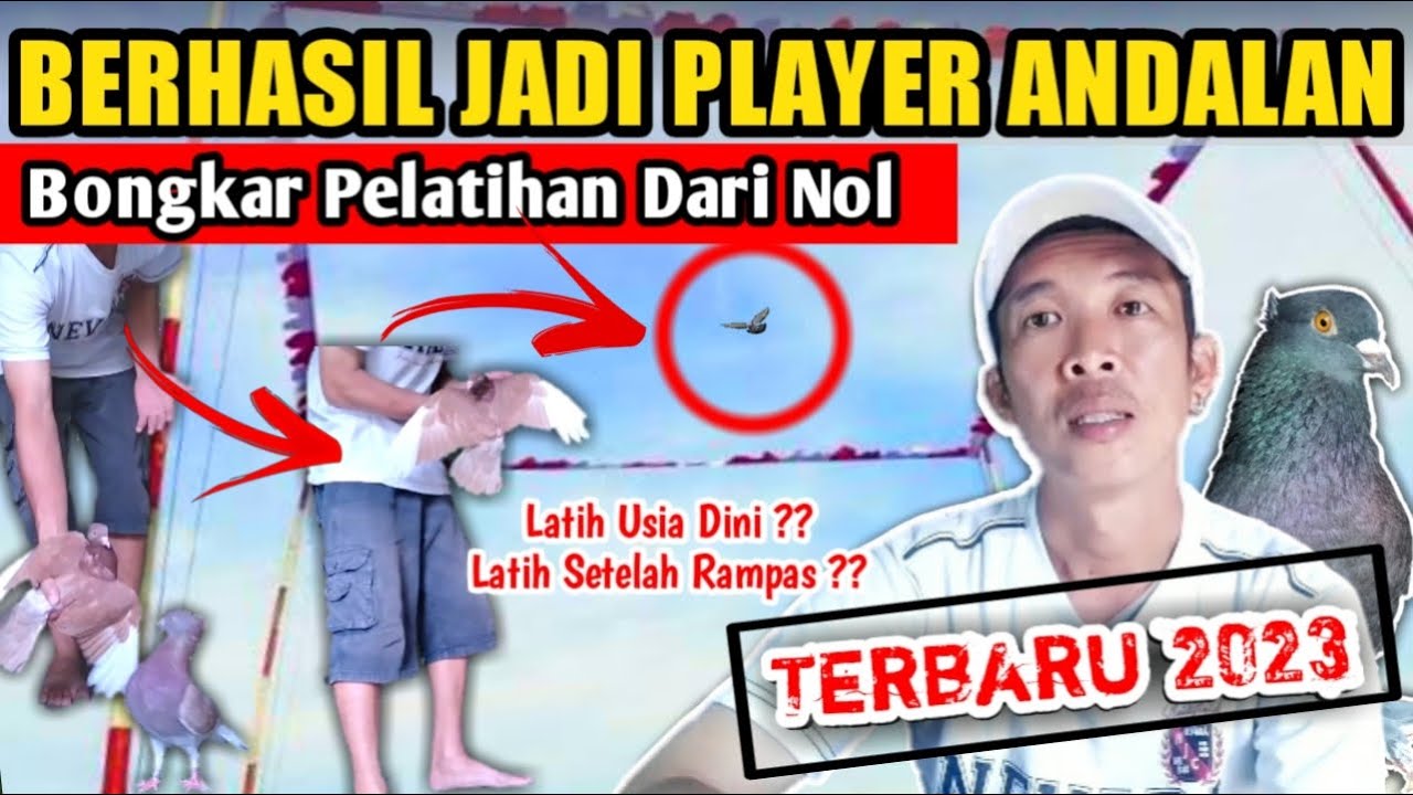 AWAS GAGAL JADI PLAYER !! INI TRIK JITU MELATIH PIYIK MERPATI