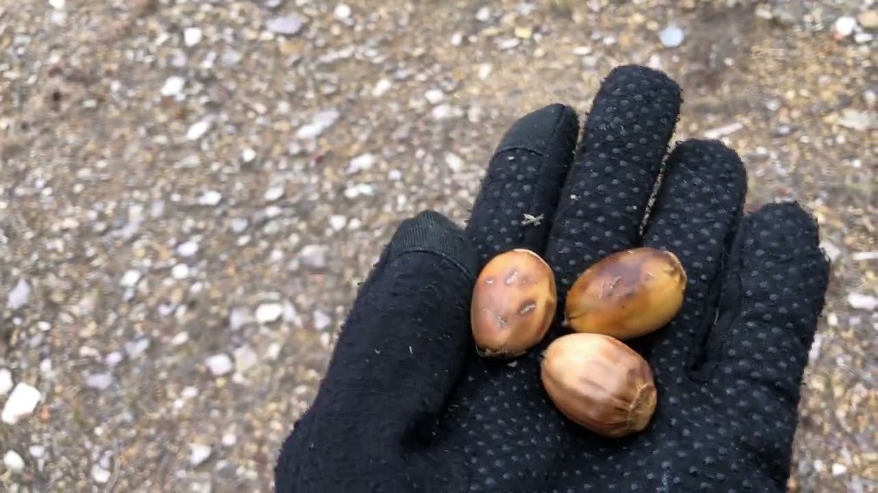 Hickory, Oaks, And Persimmons! Seed Collecting 2026