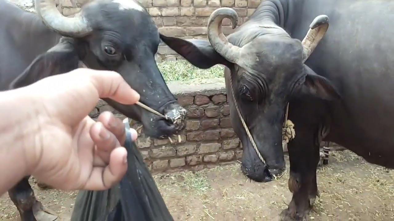 गर्मी के कारण आज नीशु और शीरो चारा नहीं खा रहे थे