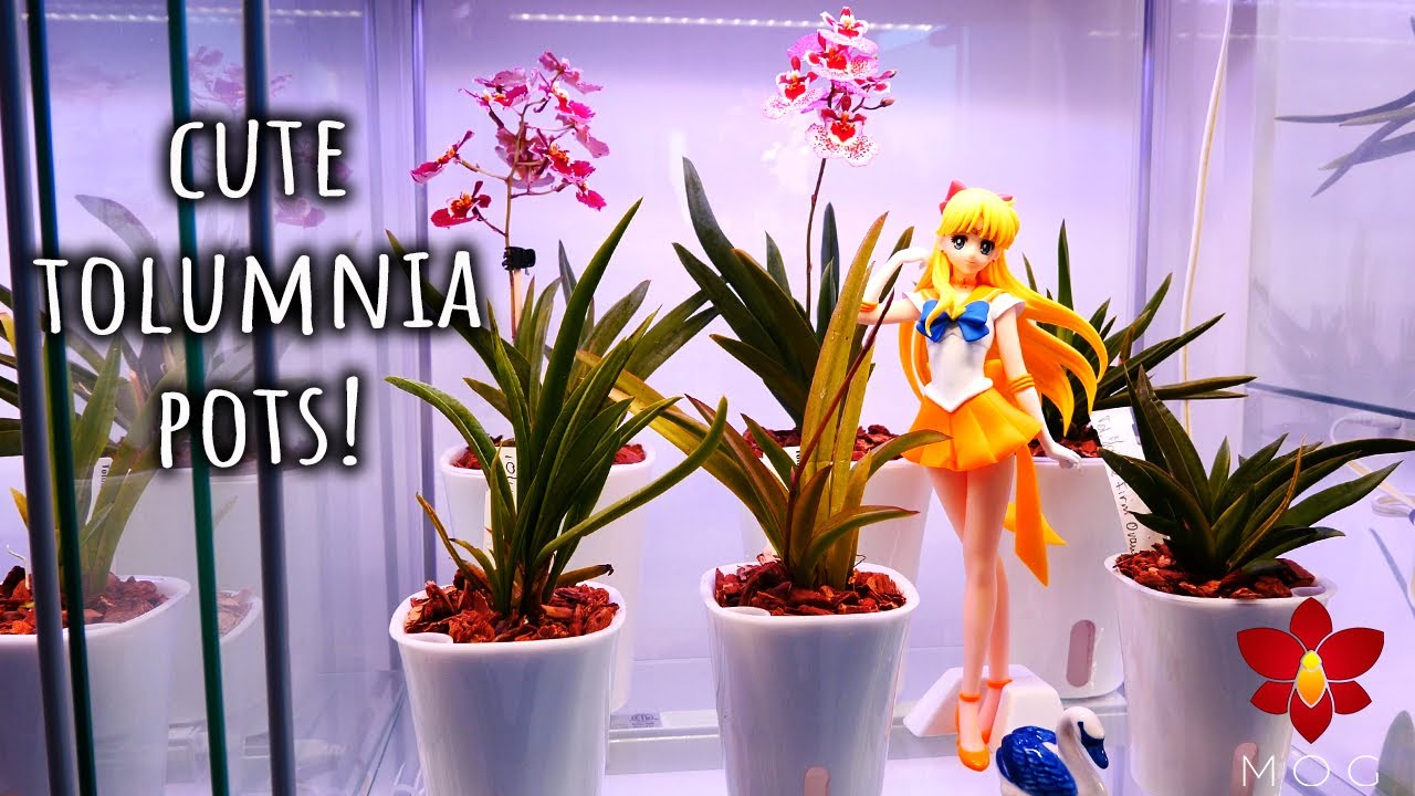 These are the perfect mini self watering pots for my Tolumnia Orchids!