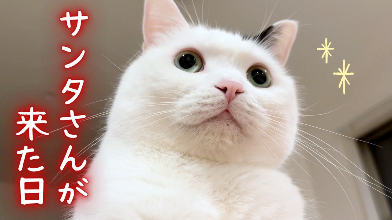 サンタさんが来た日の猫