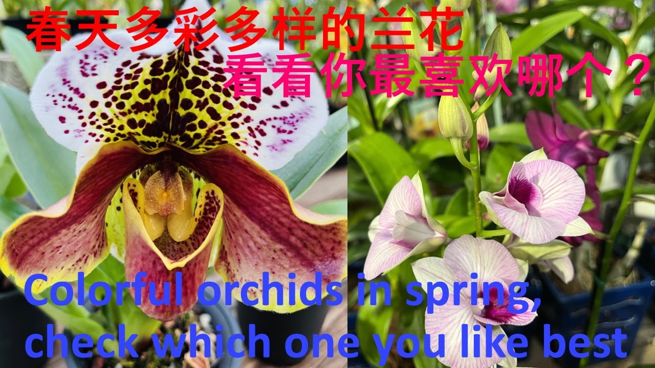 春天到了，来看看花店里有什么兰花，有没有你喜欢的兰花/Spring is here, let's see what orchids are in the flower shop