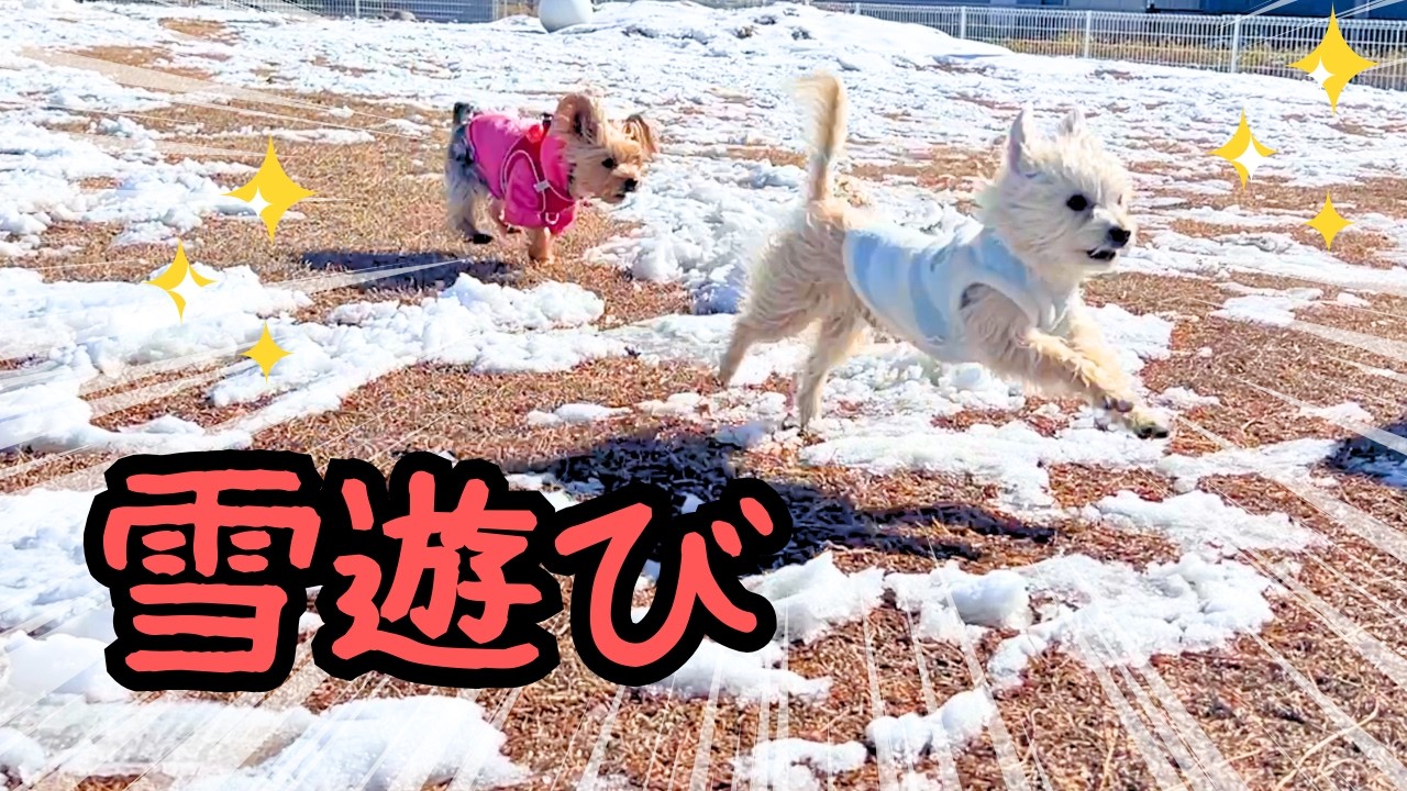 【ヨーキー】親友と雪遊びしたよ☃️✨【癒し】