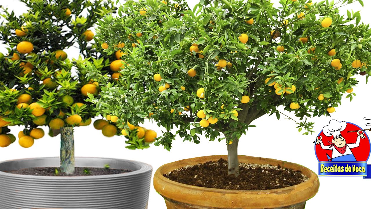 🍊 Plante LARANJA BAHIA no VASO