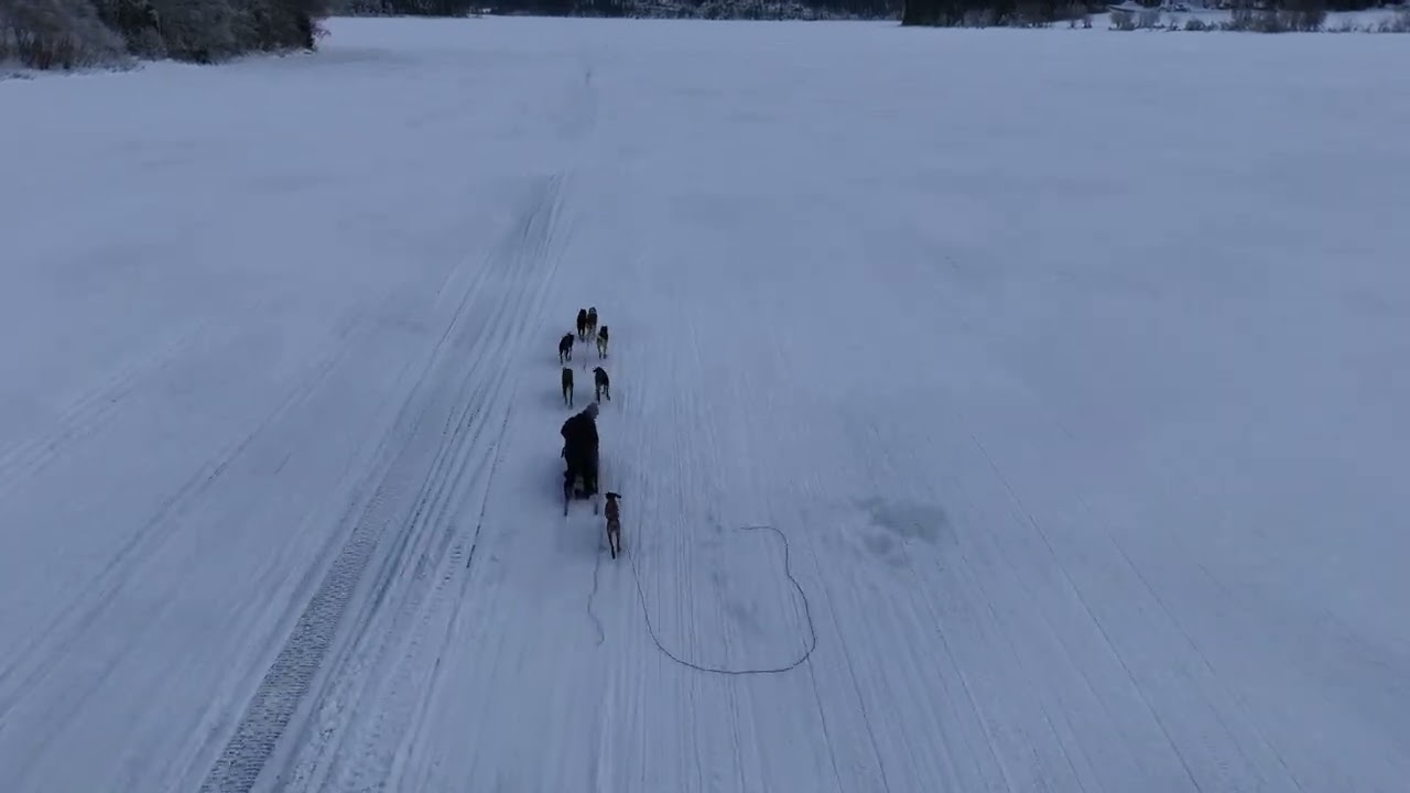 Hundekjøring på Fustvatnet... 