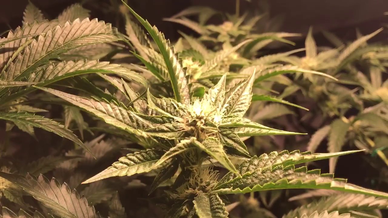 Colorado Home Grow Holy Grail Kush week 7