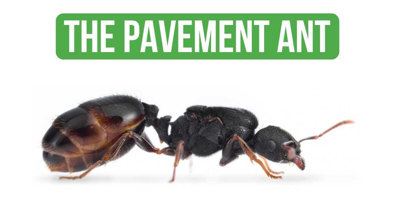 How To Care for Tetramorium Caespitum - Care Guide | BRUMA Ants
