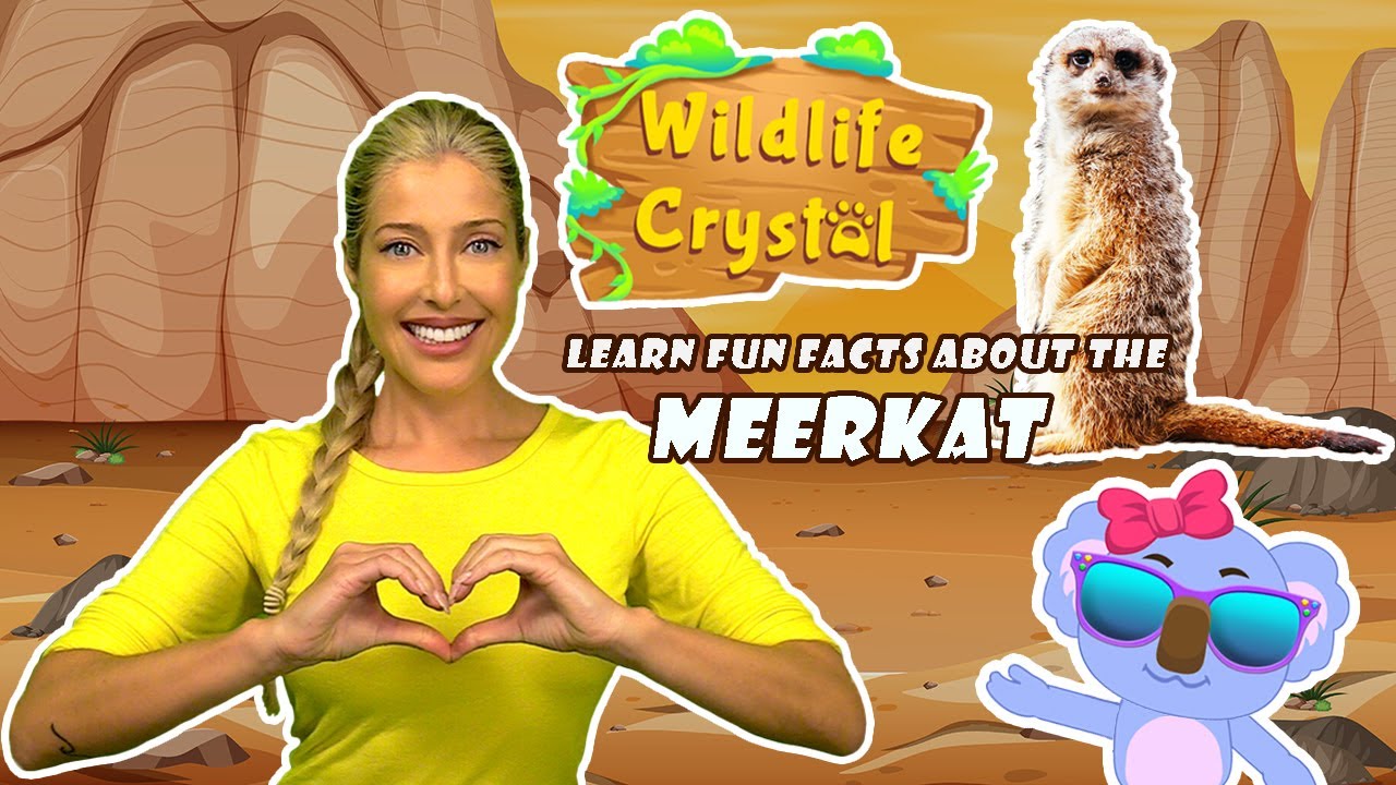Meerkat Facts