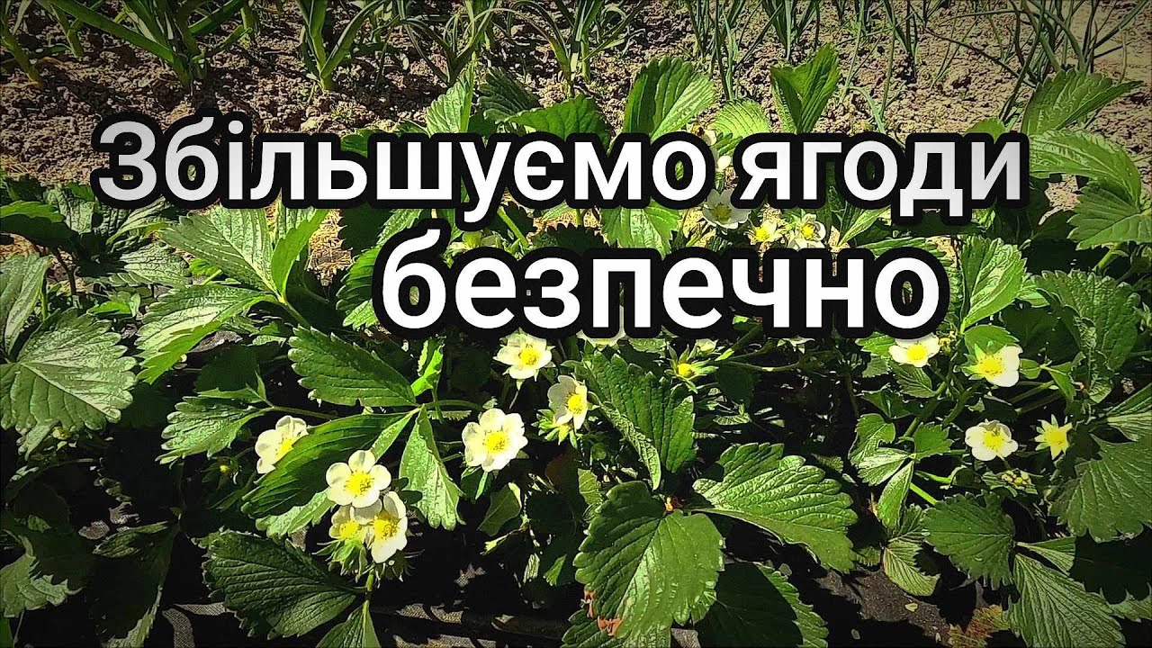 Підживлення полуниці перед плодоношенням