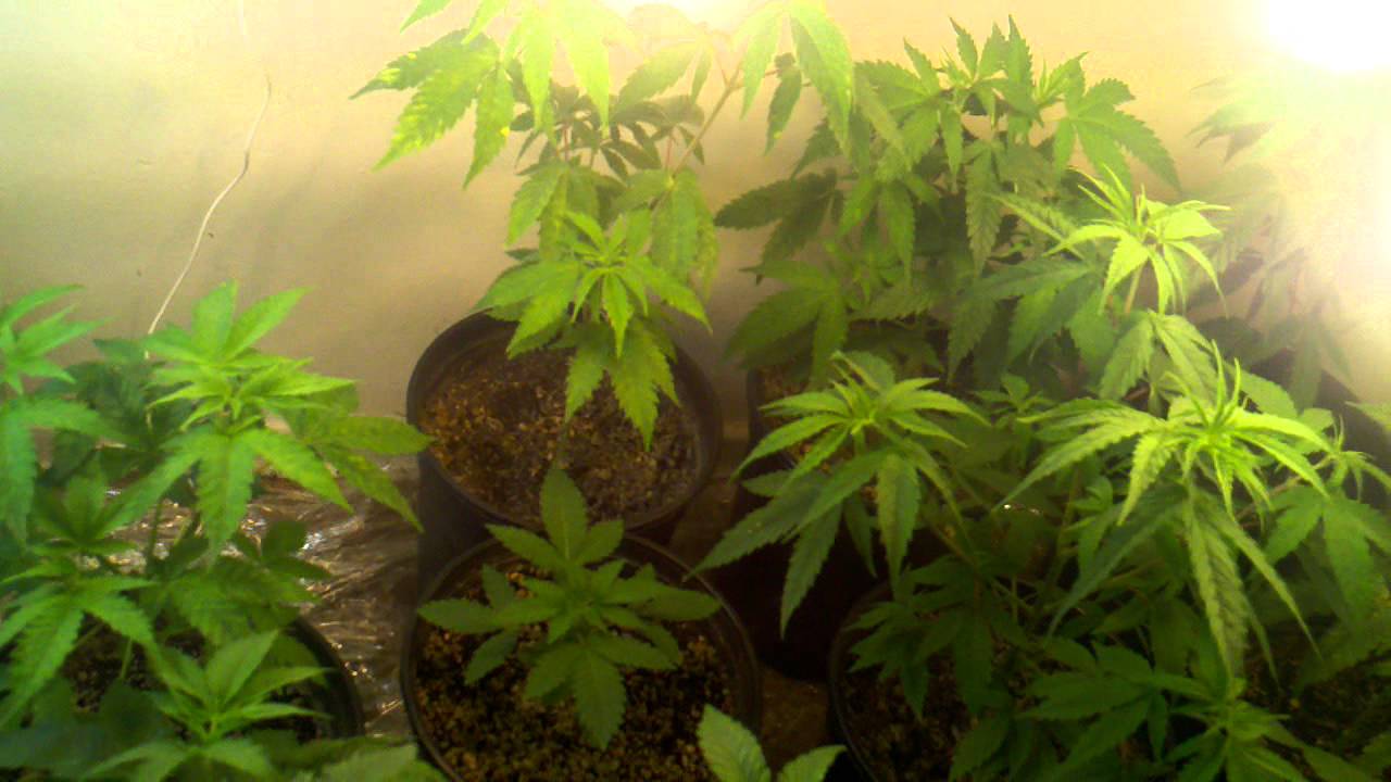 CFL closet grow 800 watt veg Update # 2