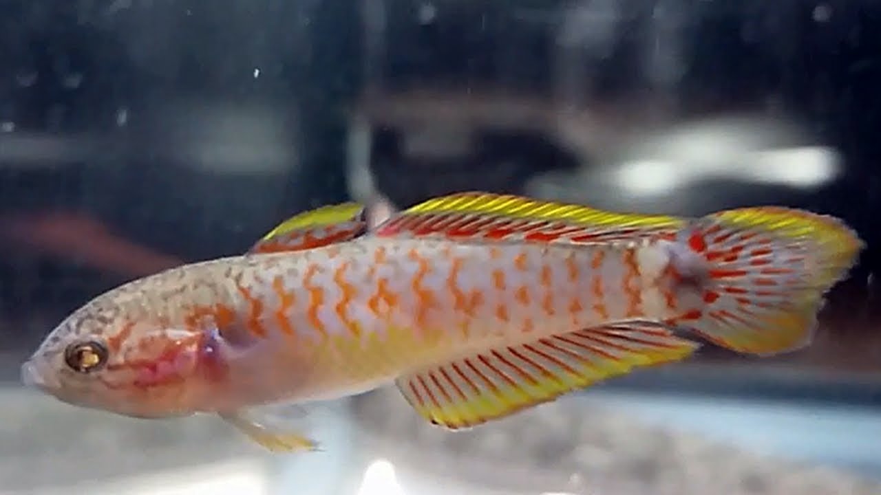 El gobio pavo real (Tateurdina ocellicauda) Ficha Técnica
