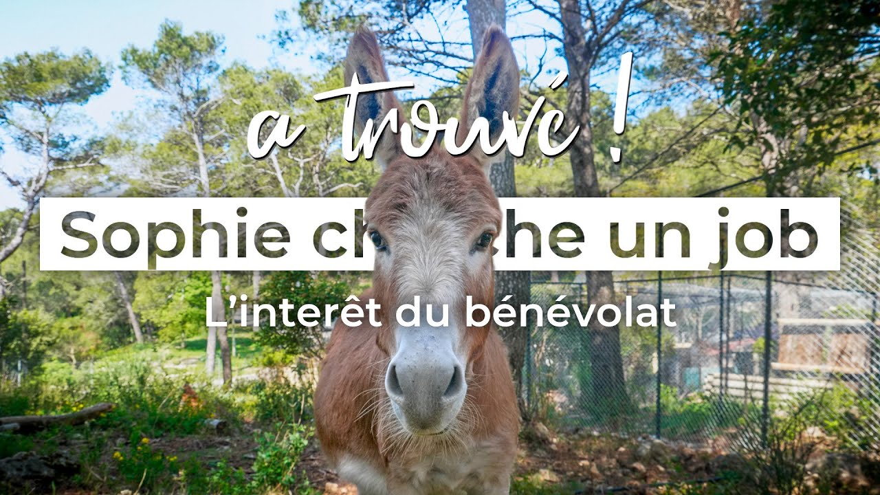 LE BÉNÉVOLAT QUAND ON CHERCHE UN JOB 🤝 | Sophie cherche un job