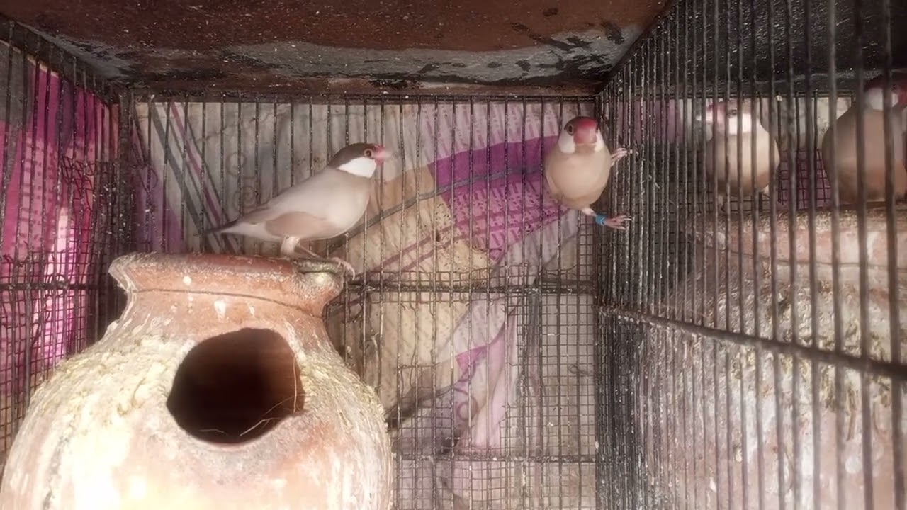 Fawn java pair breeder pair | Ready to second breed 